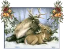 reindeer