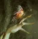 elf hand with butterfly