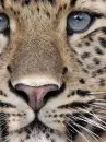 leopaes