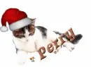 adorable cat perry