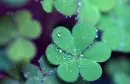 clover
