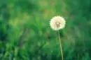 dandelion