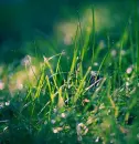 grass