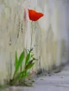 red red