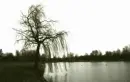 sad tree