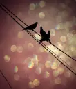 birds