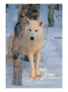 white wolf2