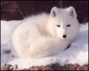 acrtic fox