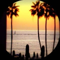 Palm Trees