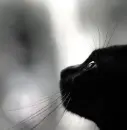cat black