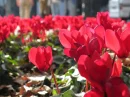lovely flowers