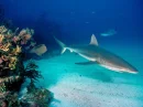Shark