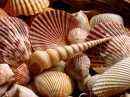 Shell