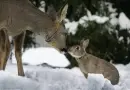 Deer n bunny
