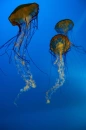 JellyFish 2