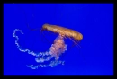 Jellyfish 3