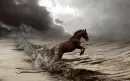 horse