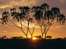 africa