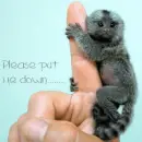 Please put me down