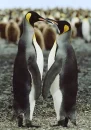 penguins