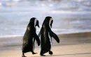 penguin love