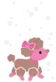 poodle 