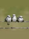 birds on a wire