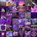 Purplee ,