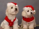 Christmas dogs