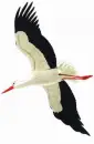 stork