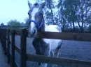 my horse alfiee 