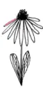 Flower.