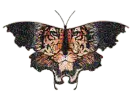 tiger butterfly