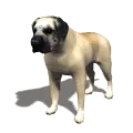 mastiff dog