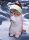 cat in snow