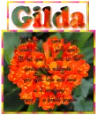If Friends were Flower....Gilda