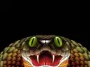 cobra 