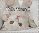 hello there cat