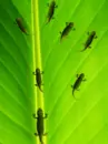 lizards on a leaf