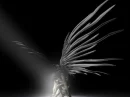 wings