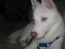 my doggie