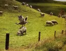 Jumper Wolf