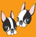 bostonterrier