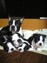 bostonterrier