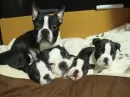 boston terrier