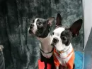 bostonterrier