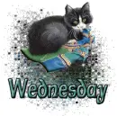 Wednesday cat