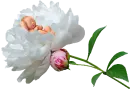 bebe peonia