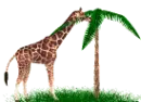 jirafa con palmera