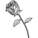 silver rose